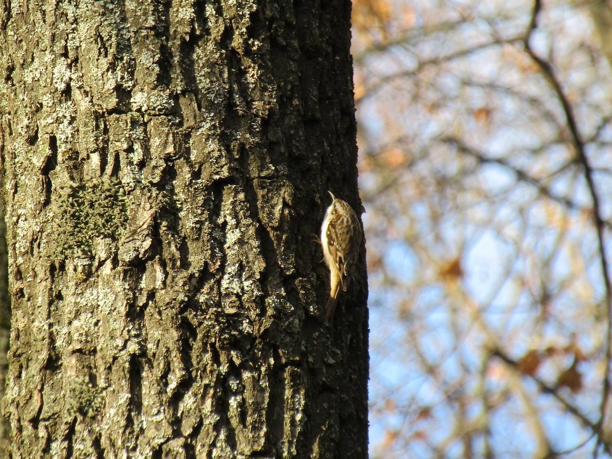 Хөвчийн бялзуумар - ML645320856