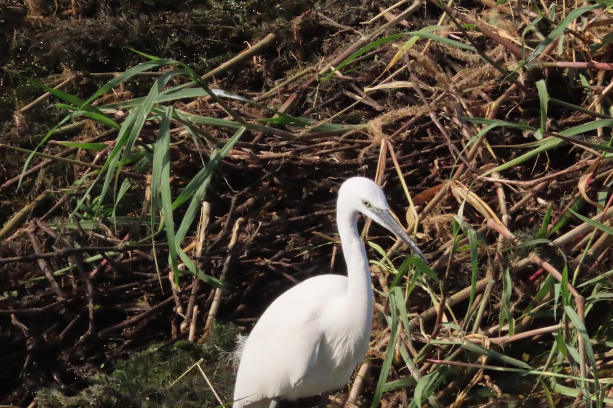 silkehegre - ML645320857