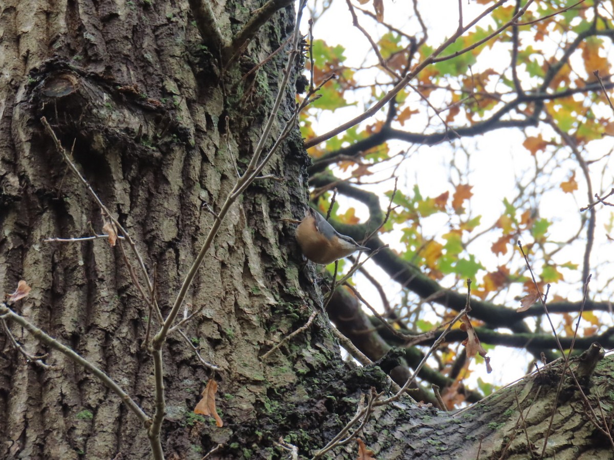 Повзик звичайний - ML645320871