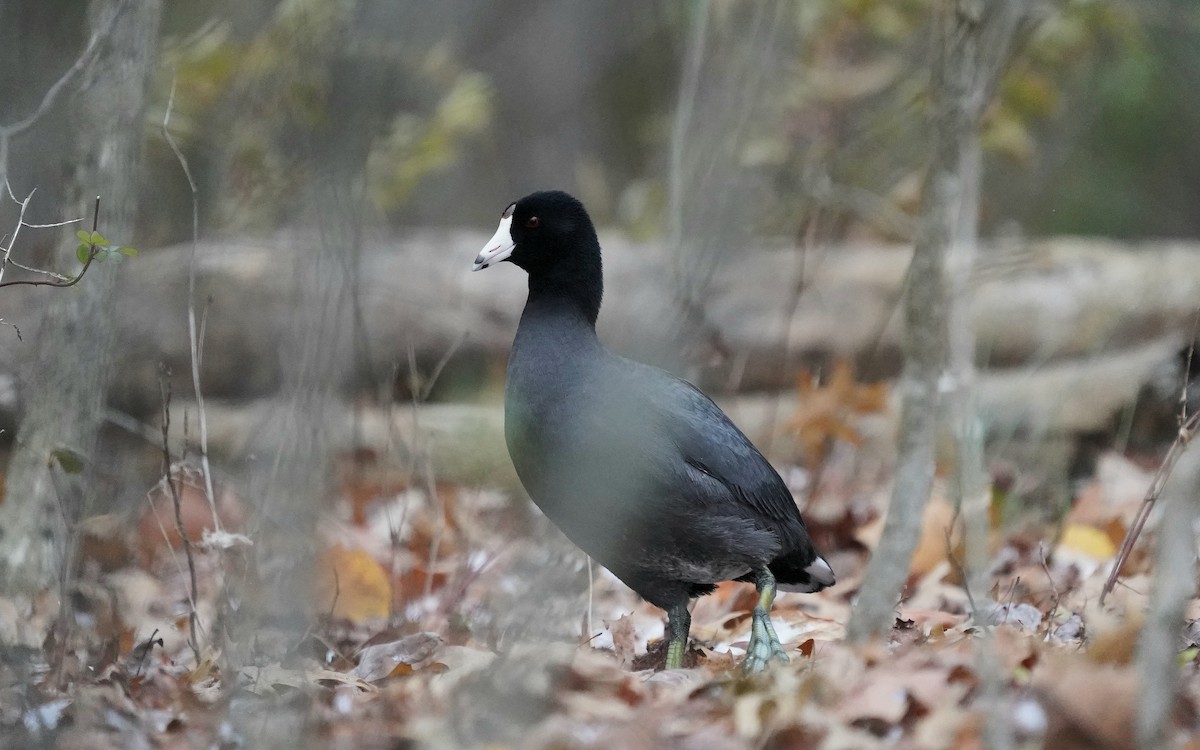 אגמית אמריקנית - ML645320895