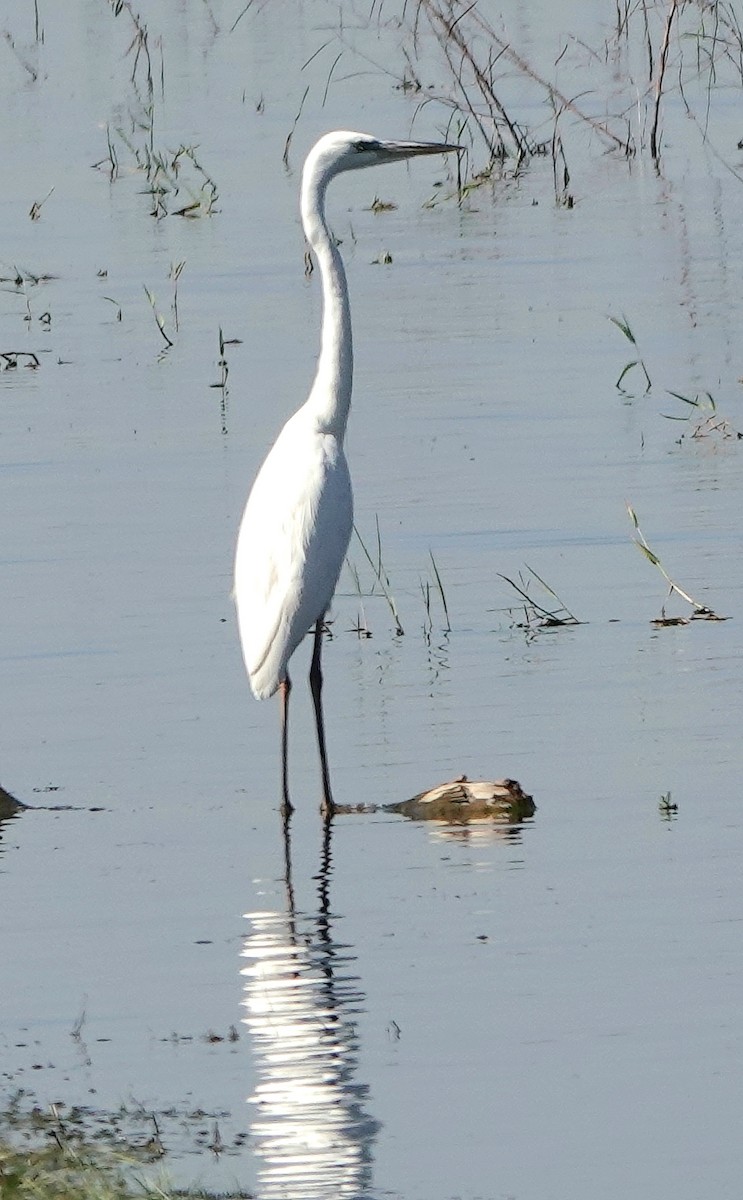 Great Blue Heron - ML645320896