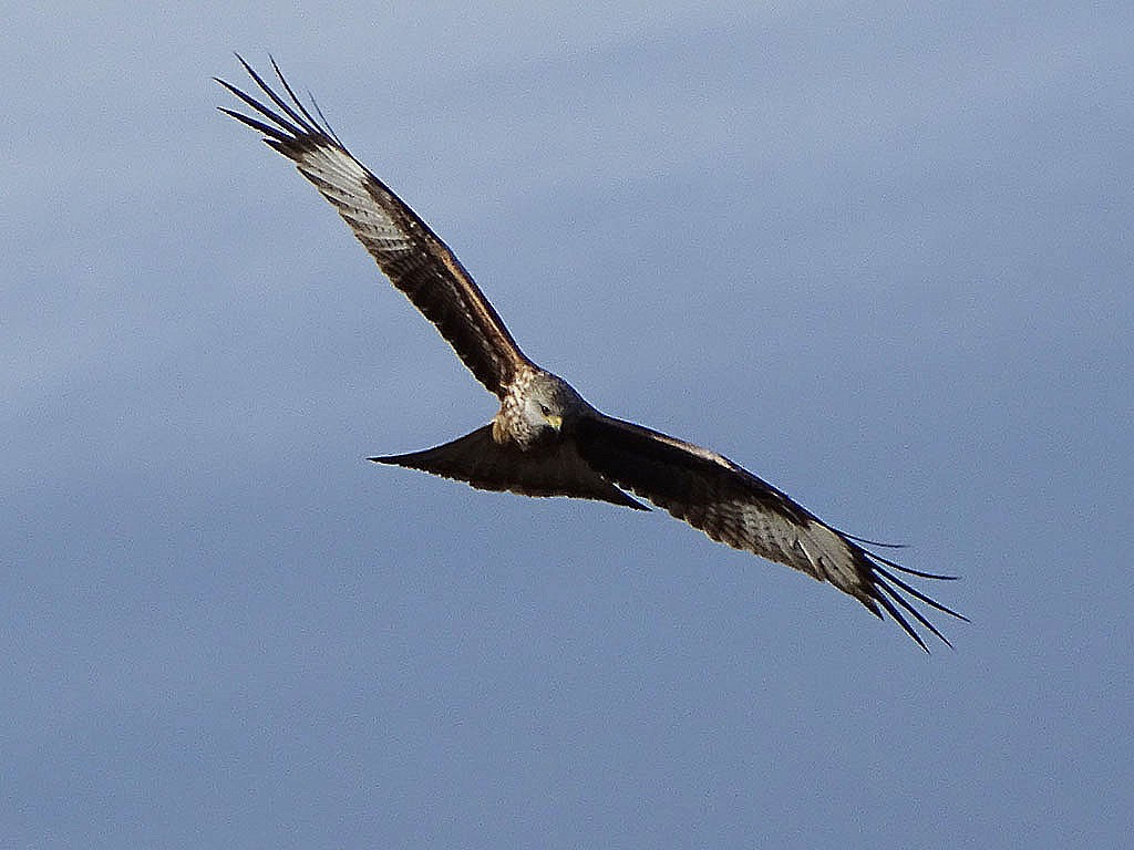 Red Kite - ML645320898