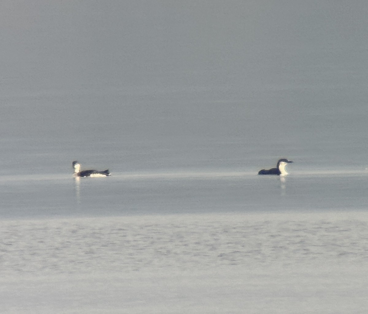 Arctic Loon - ML645320905