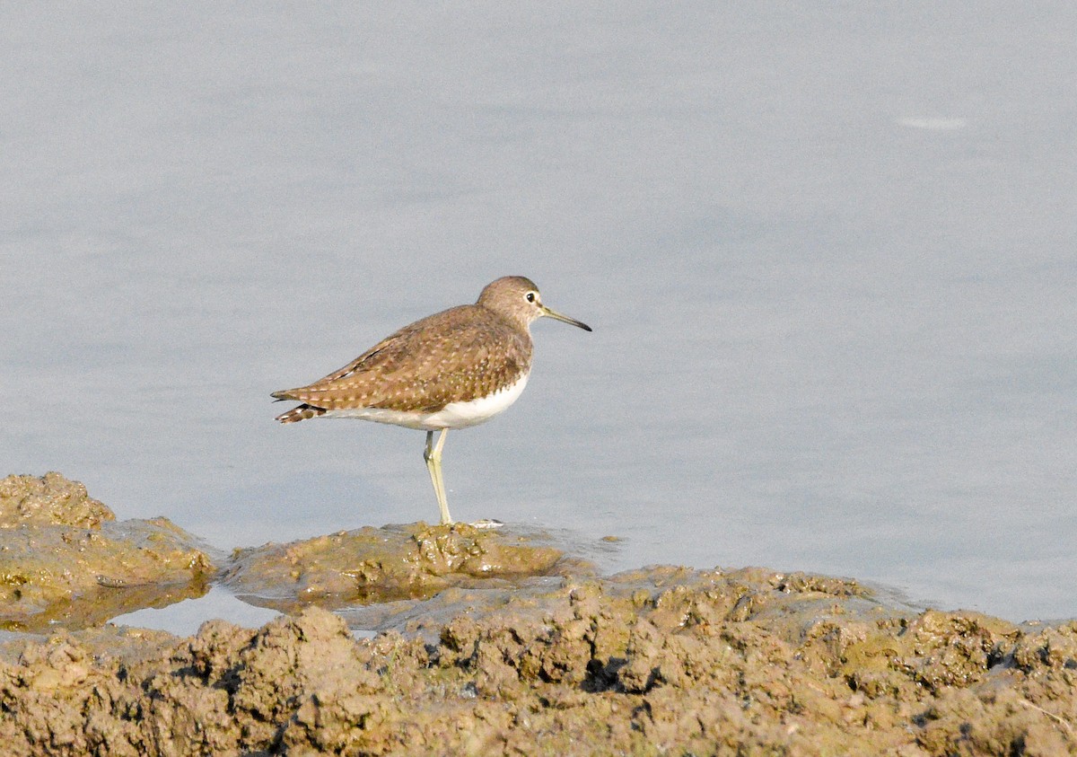 vodouš kropenatý - ML645320907