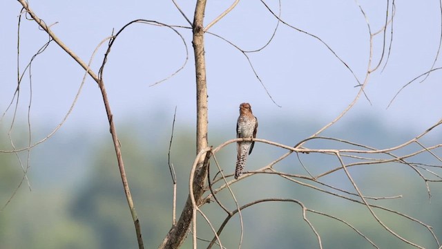 Gray-bellied Cuckoo - ML645320914