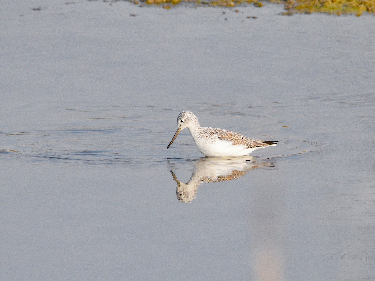 vodouš šedý - ML645320919