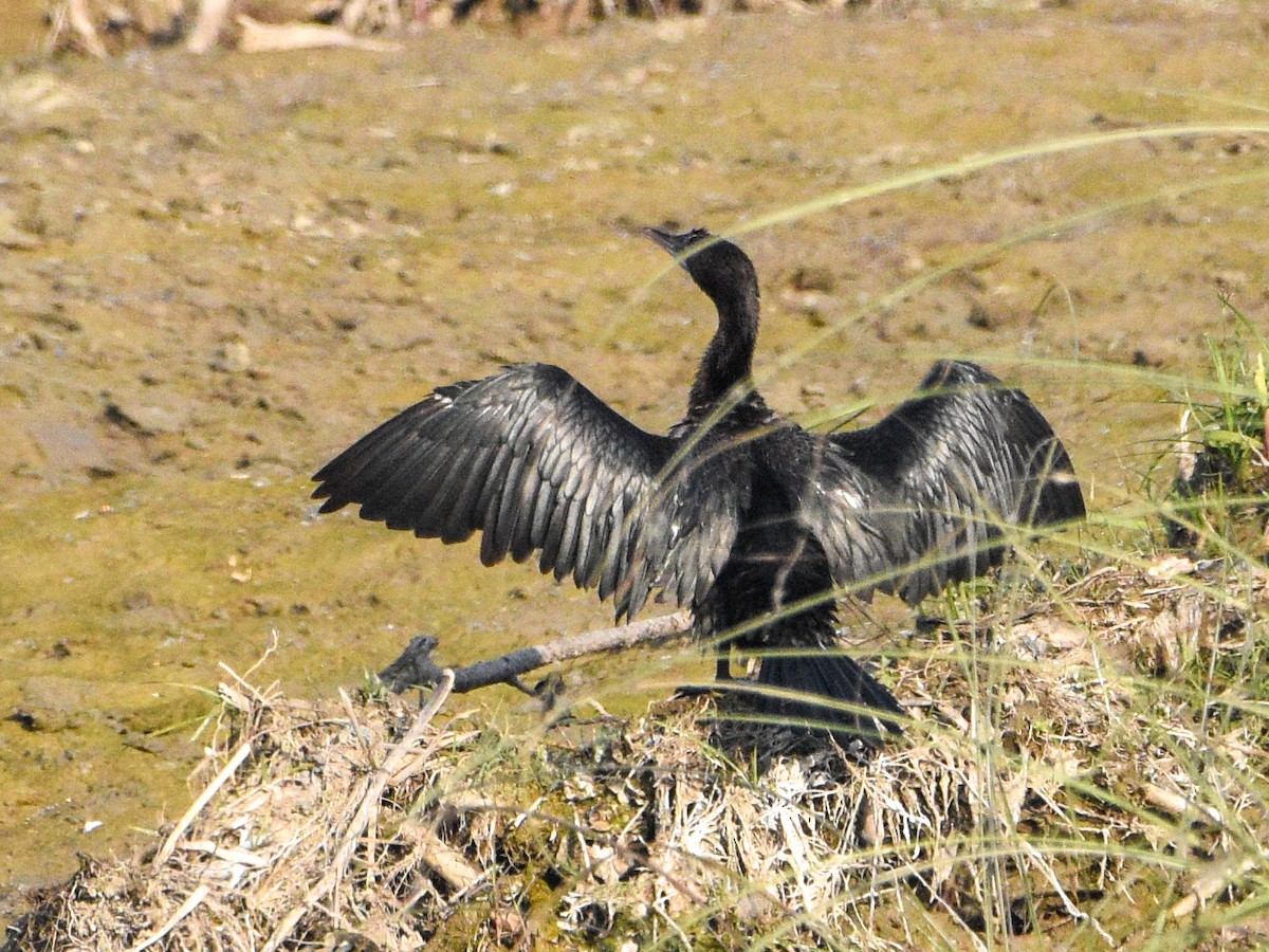 kormorán menší - ML645320921