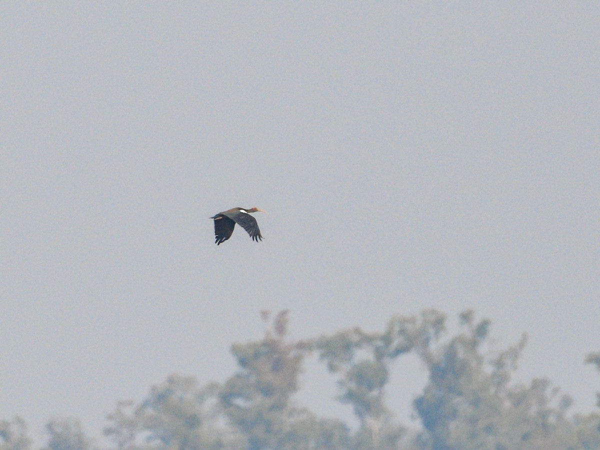 ibis bradavičnatý - ML645320926