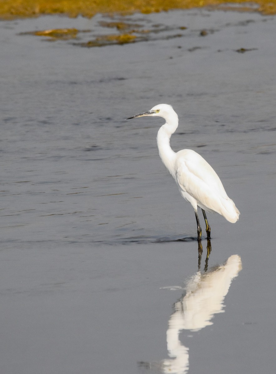 silkehegre - ML645320930