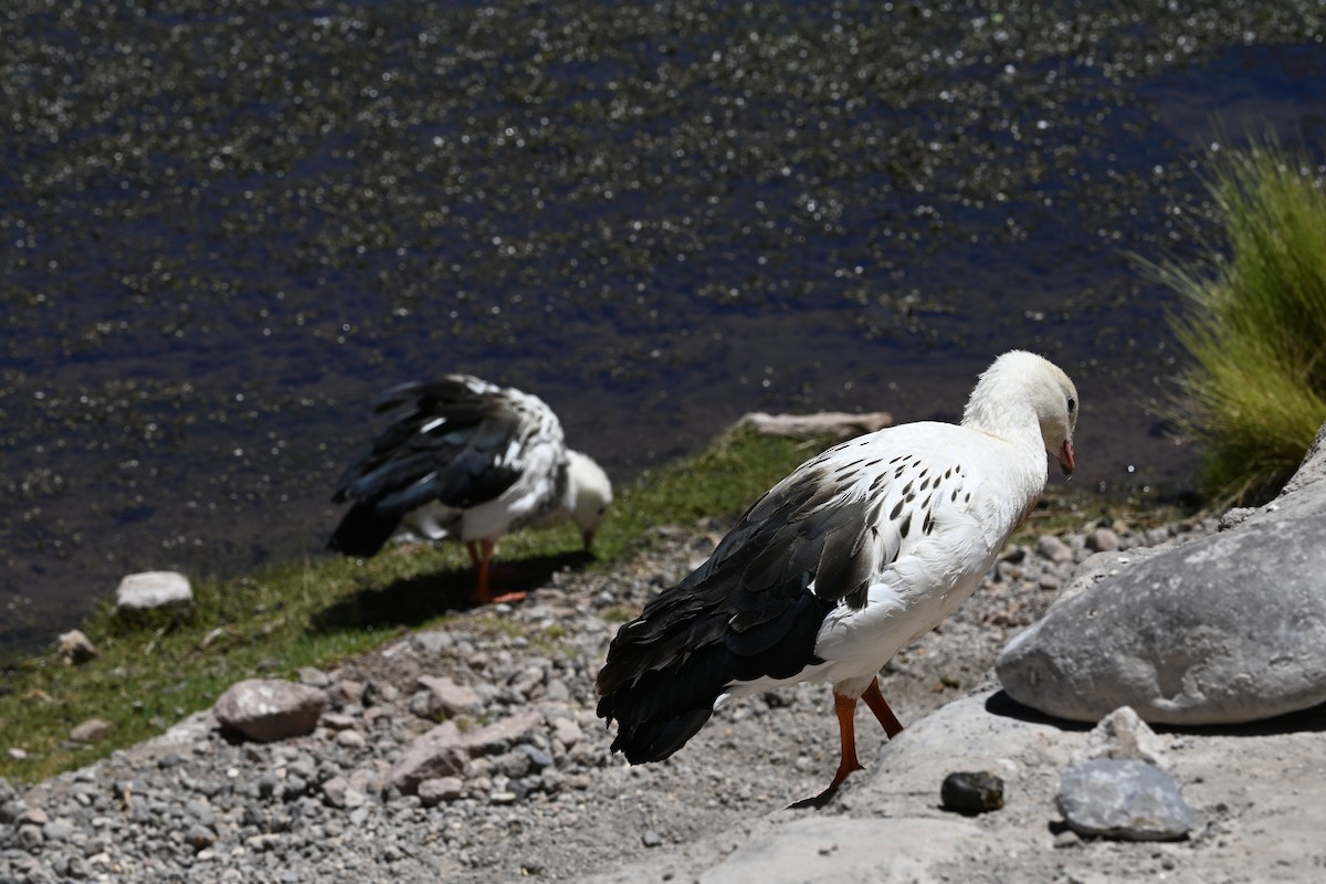 Andean Goose - ML645320933