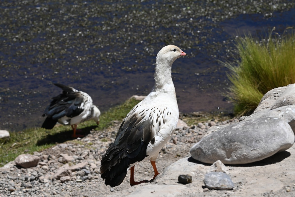 Andean Goose - ML645320934