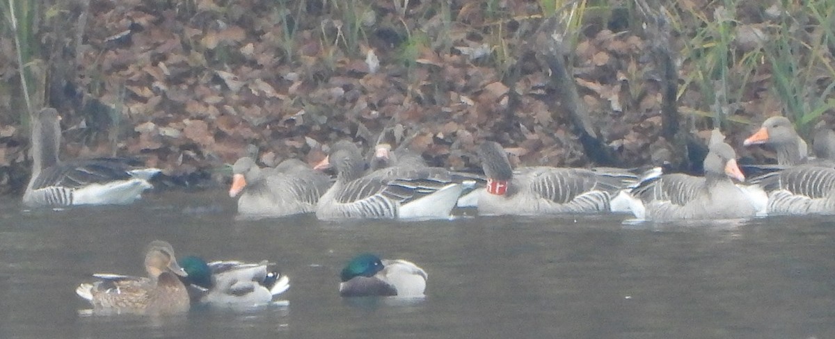 Graylag Goose - ML645320939