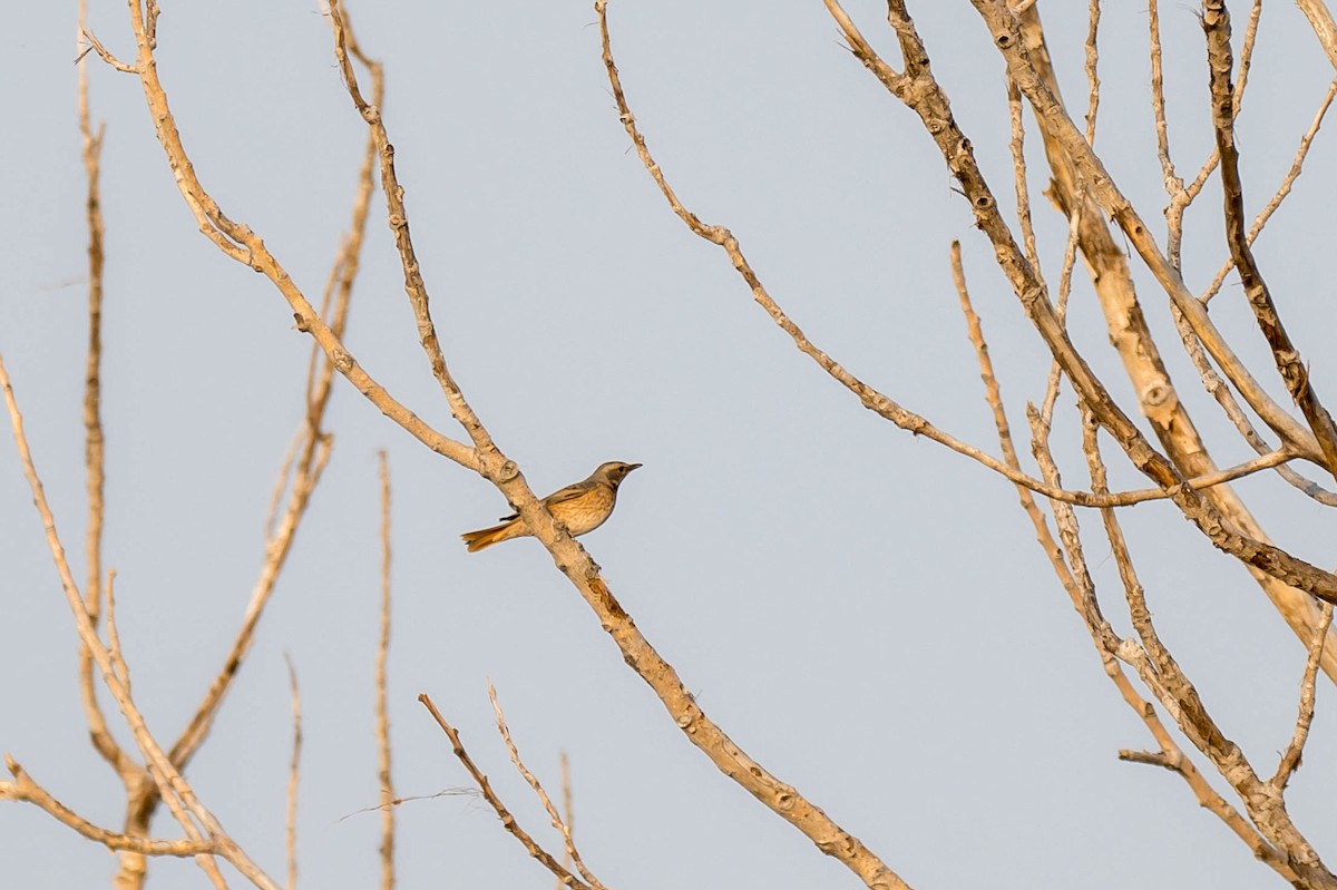 Naumann's Thrush - ML645320944