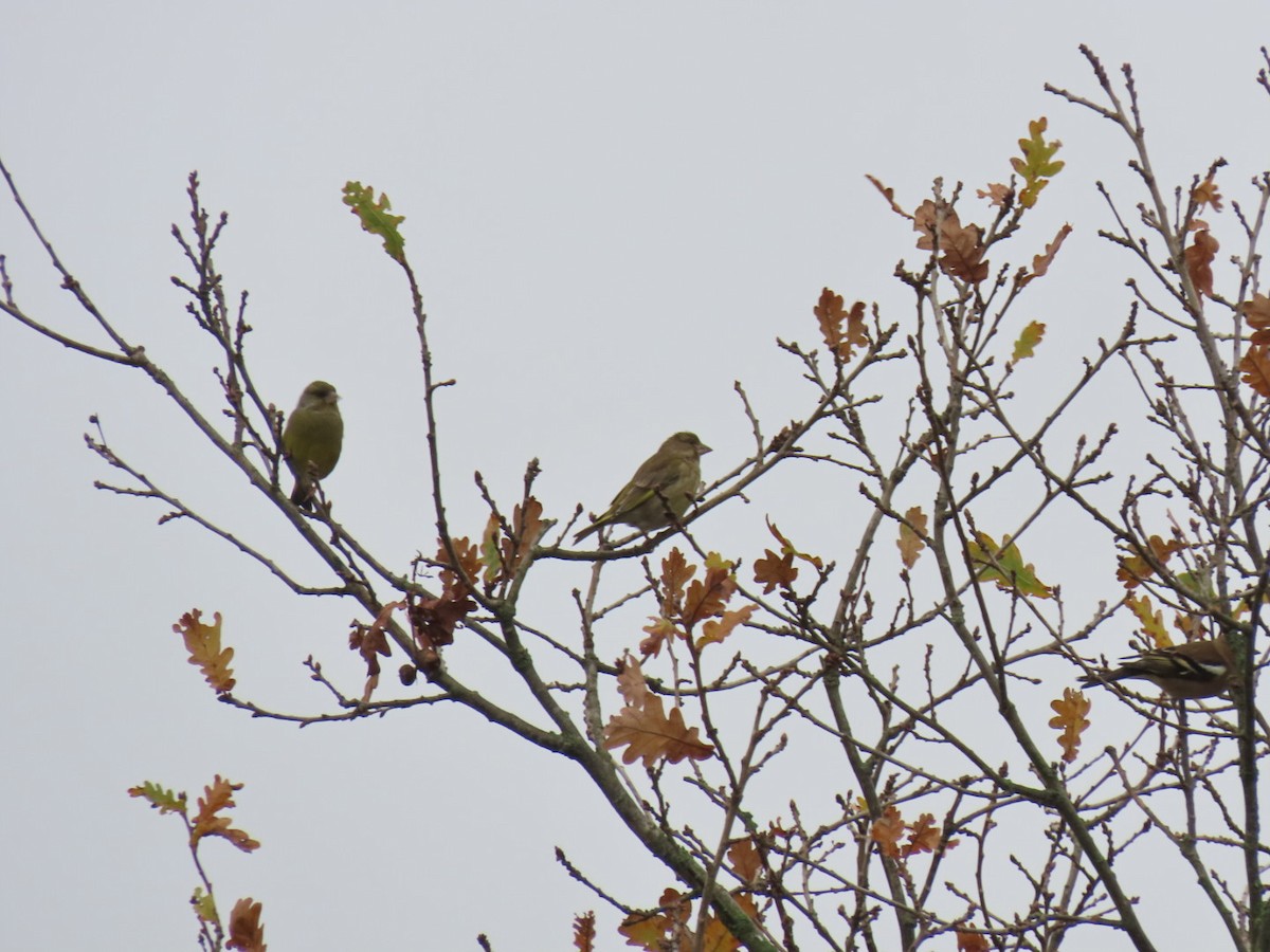European Greenfinch - ML645320951