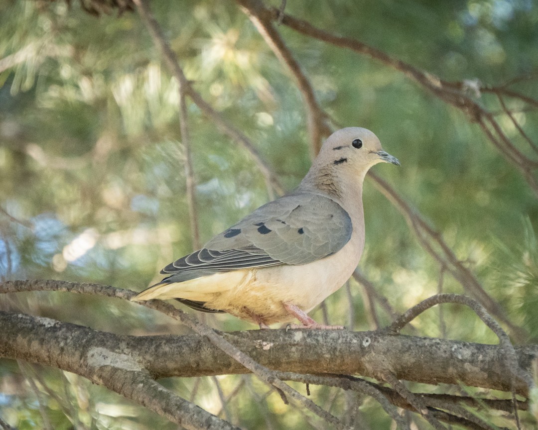 Eared Dove - ML645320953