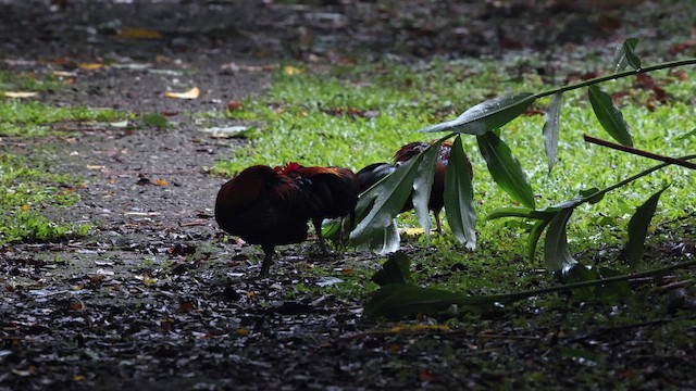 紅原雞 - ML645320955