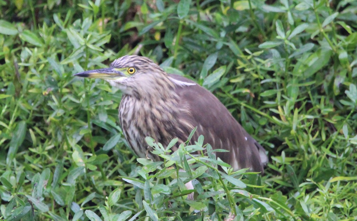 Hint Alaca Balıkçılı - ML645320958