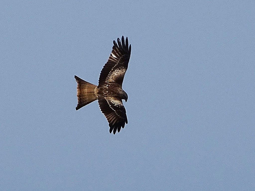 Red Kite - ML645320959