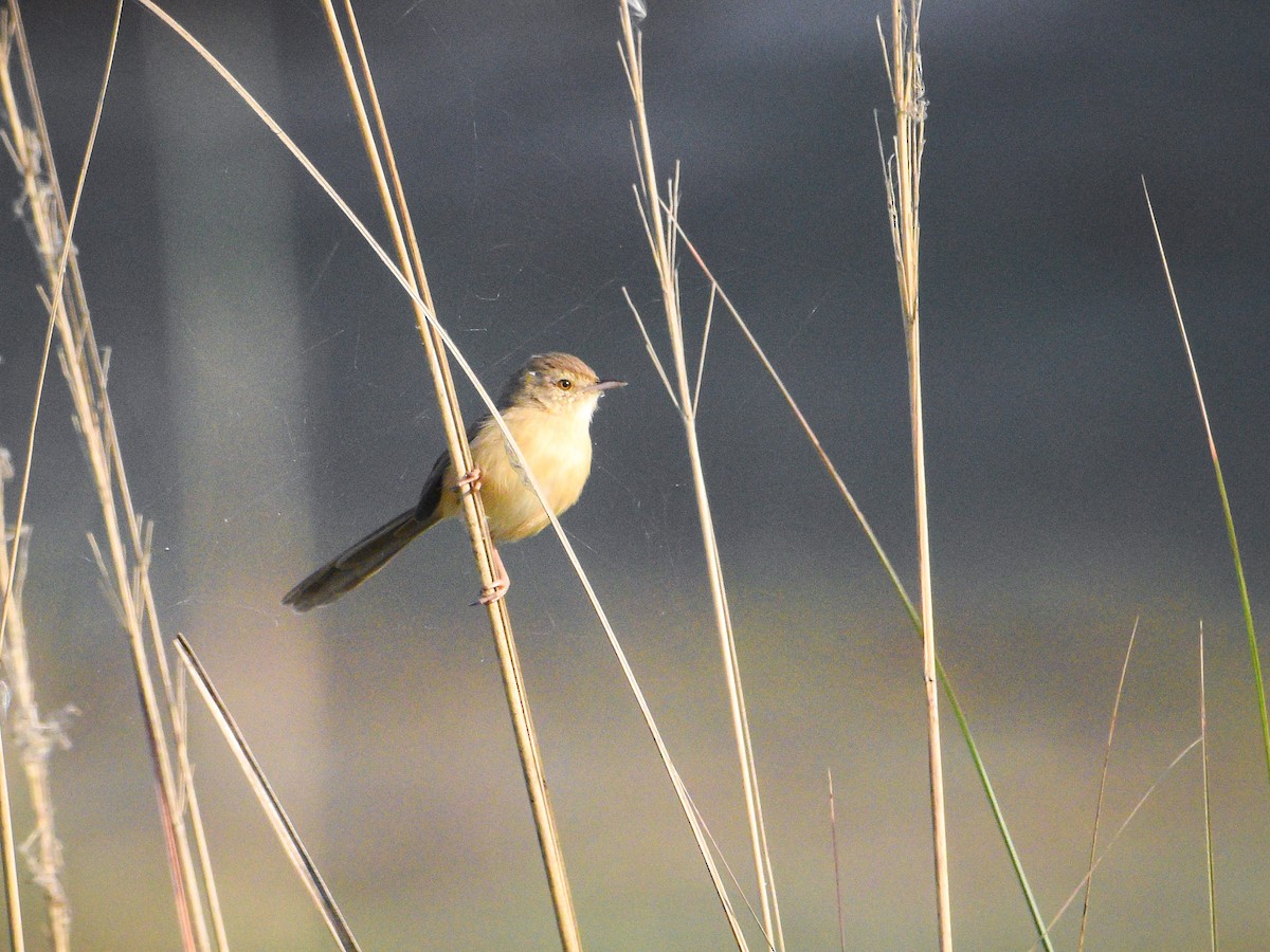 Plain Prinia - ML645320962