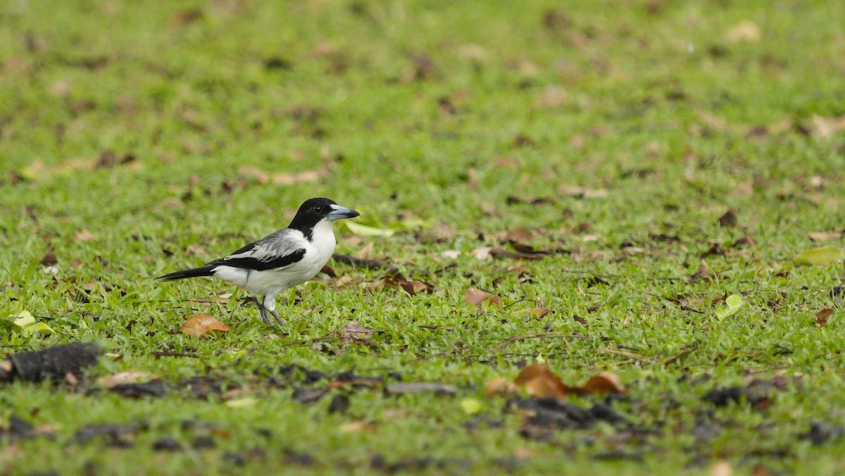 Silver-backed Butcherbird - ML645320964
