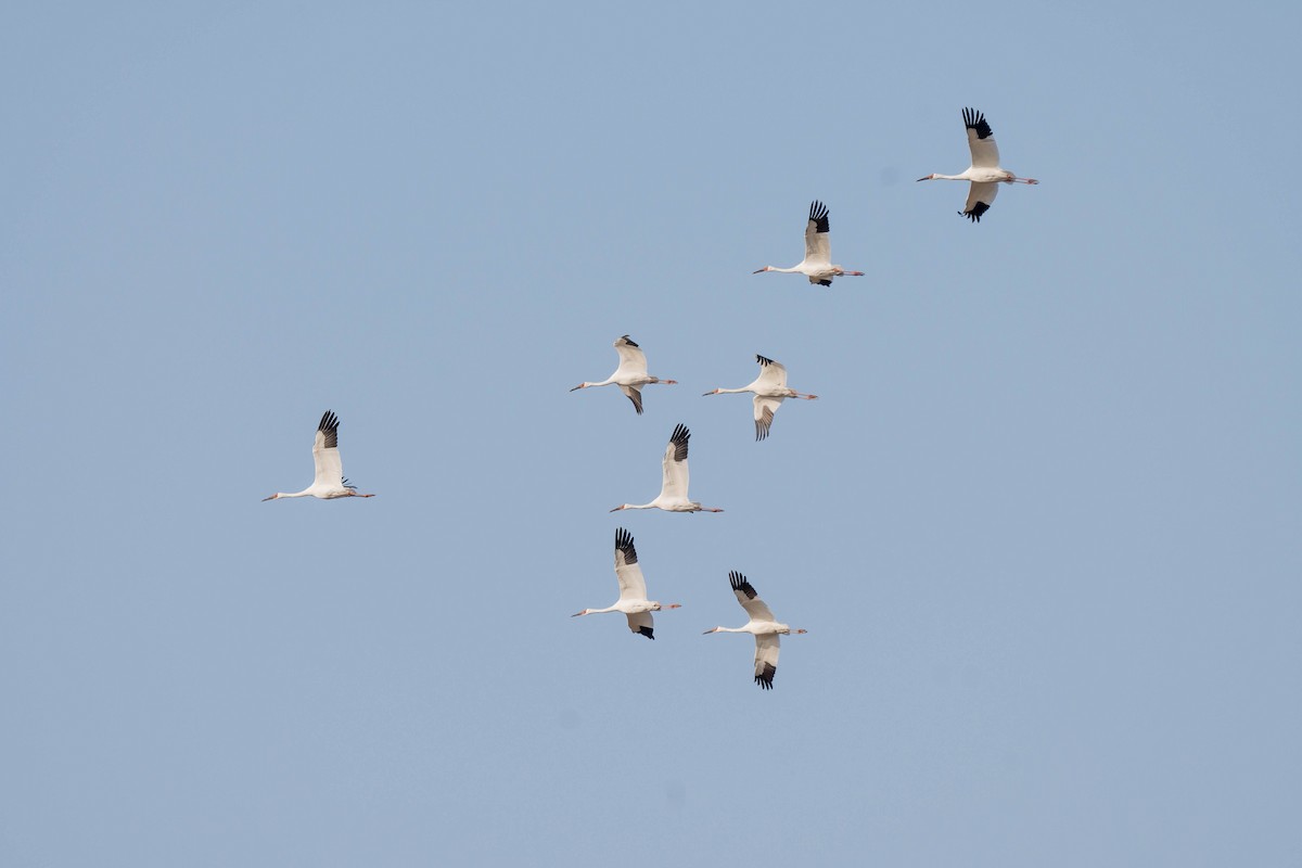 Siberian Crane - ML645320966