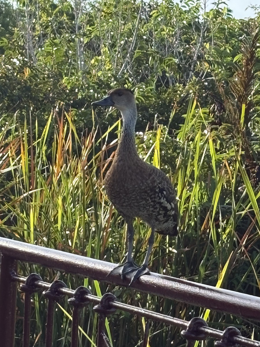 ハシグロリュウキュウガモ - ML645320979