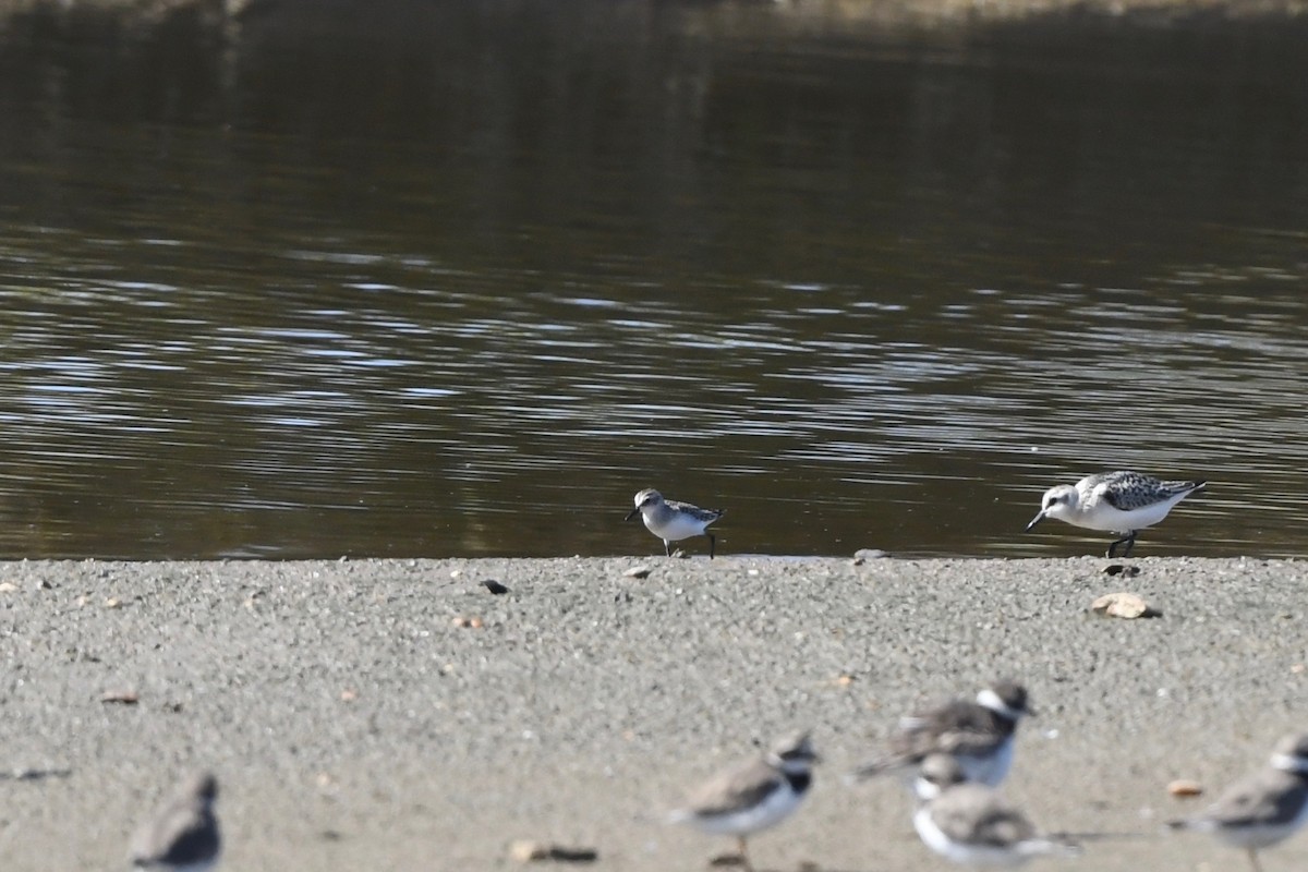 Semipalmated Sandpiper - ML645320987
