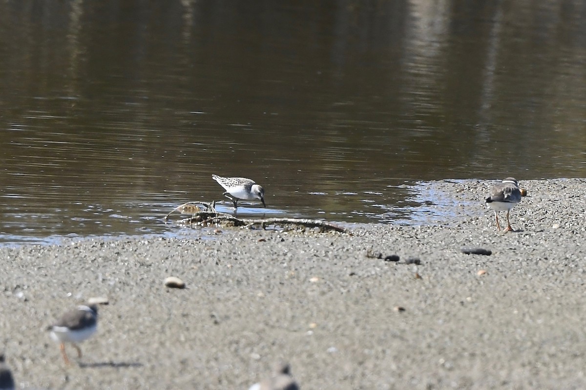 Semipalmated Sandpiper - ML645320988