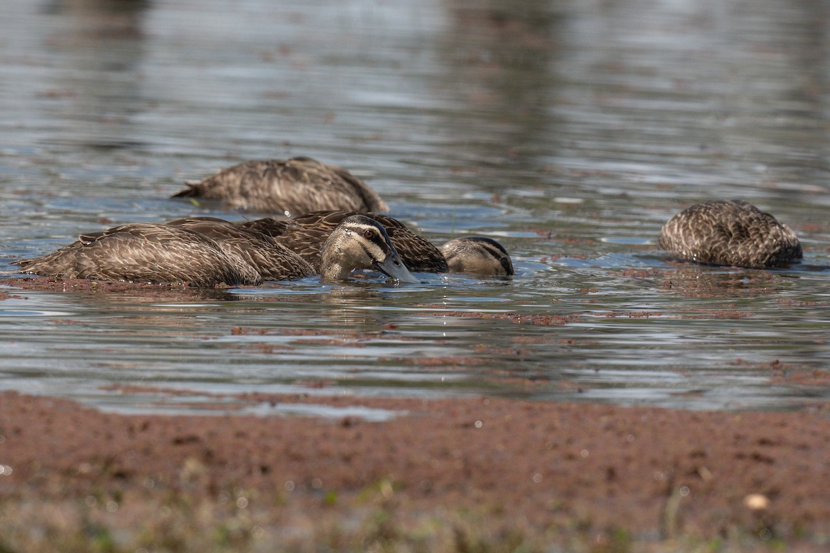 Pacific Black Duck - ML645320989