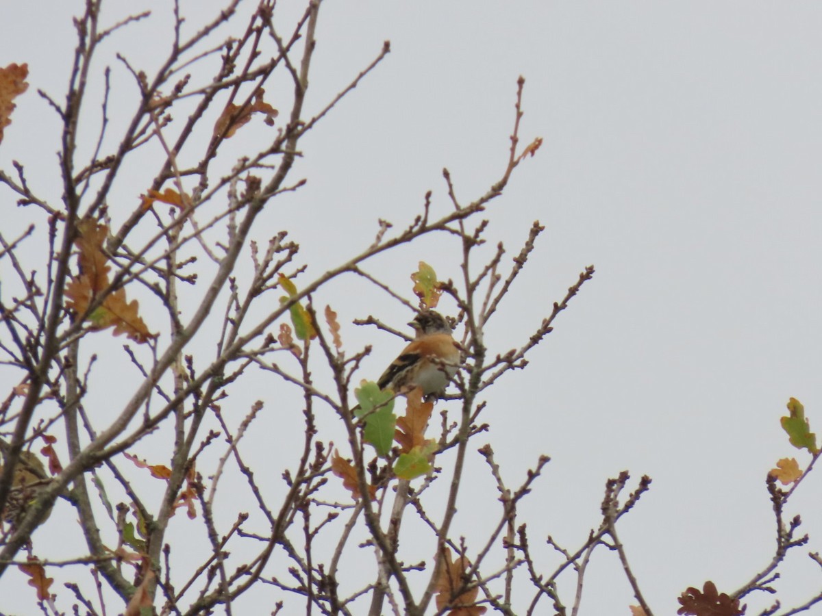 Brambling - ML645320990