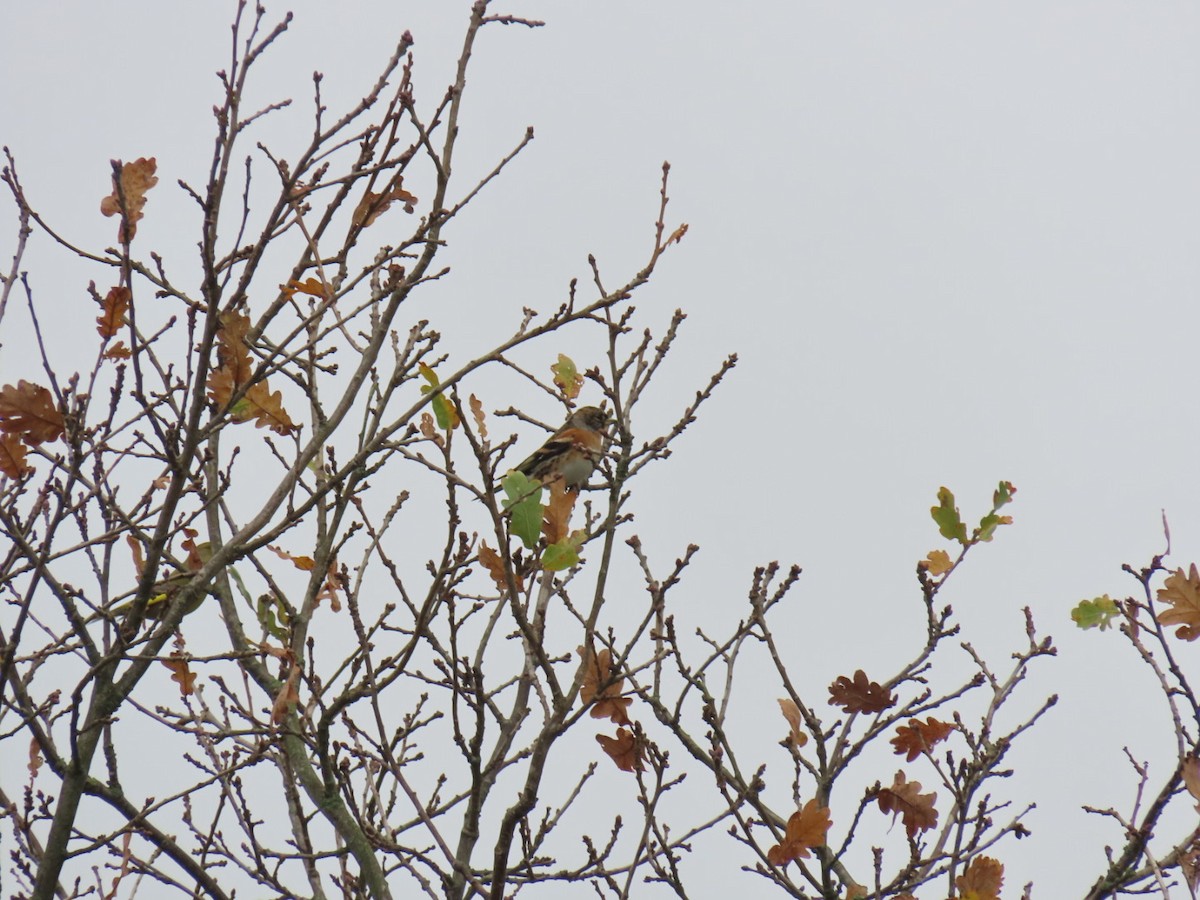 Brambling - ML645320991