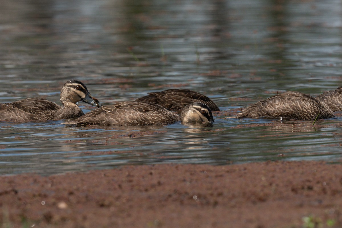 Pacific Black Duck - ML645320992