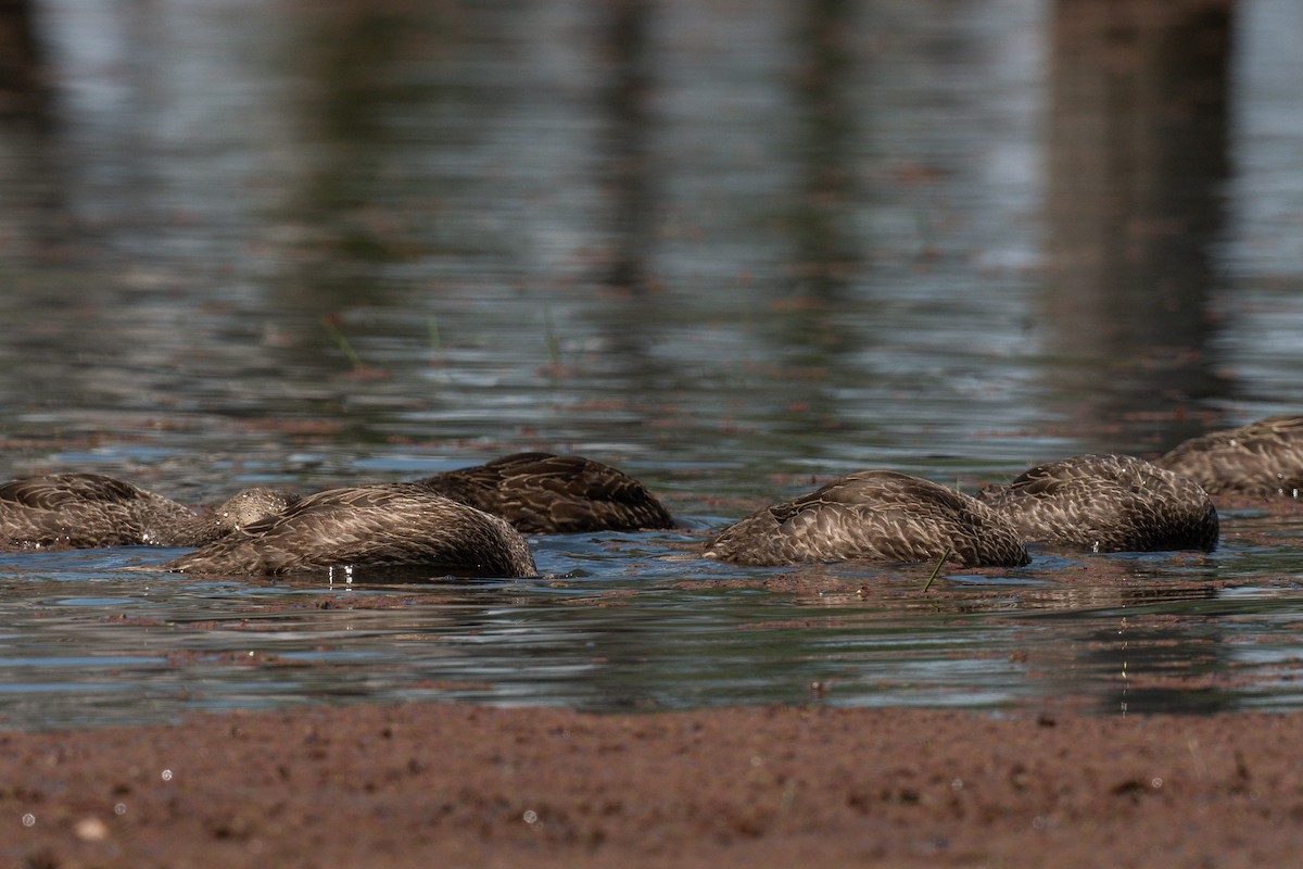 Pacific Black Duck - ML645320995