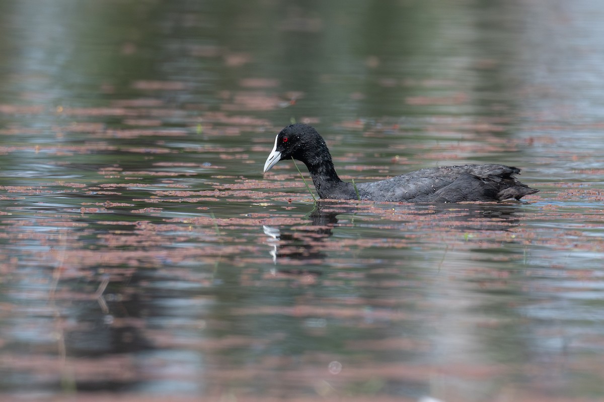 Eurasian Coot - ML645320999