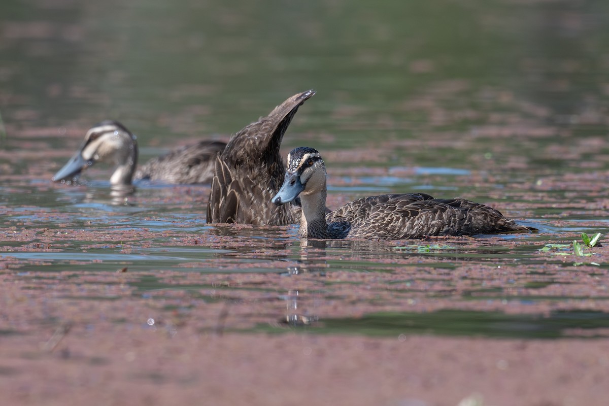 Pacific Black Duck - ML645321001