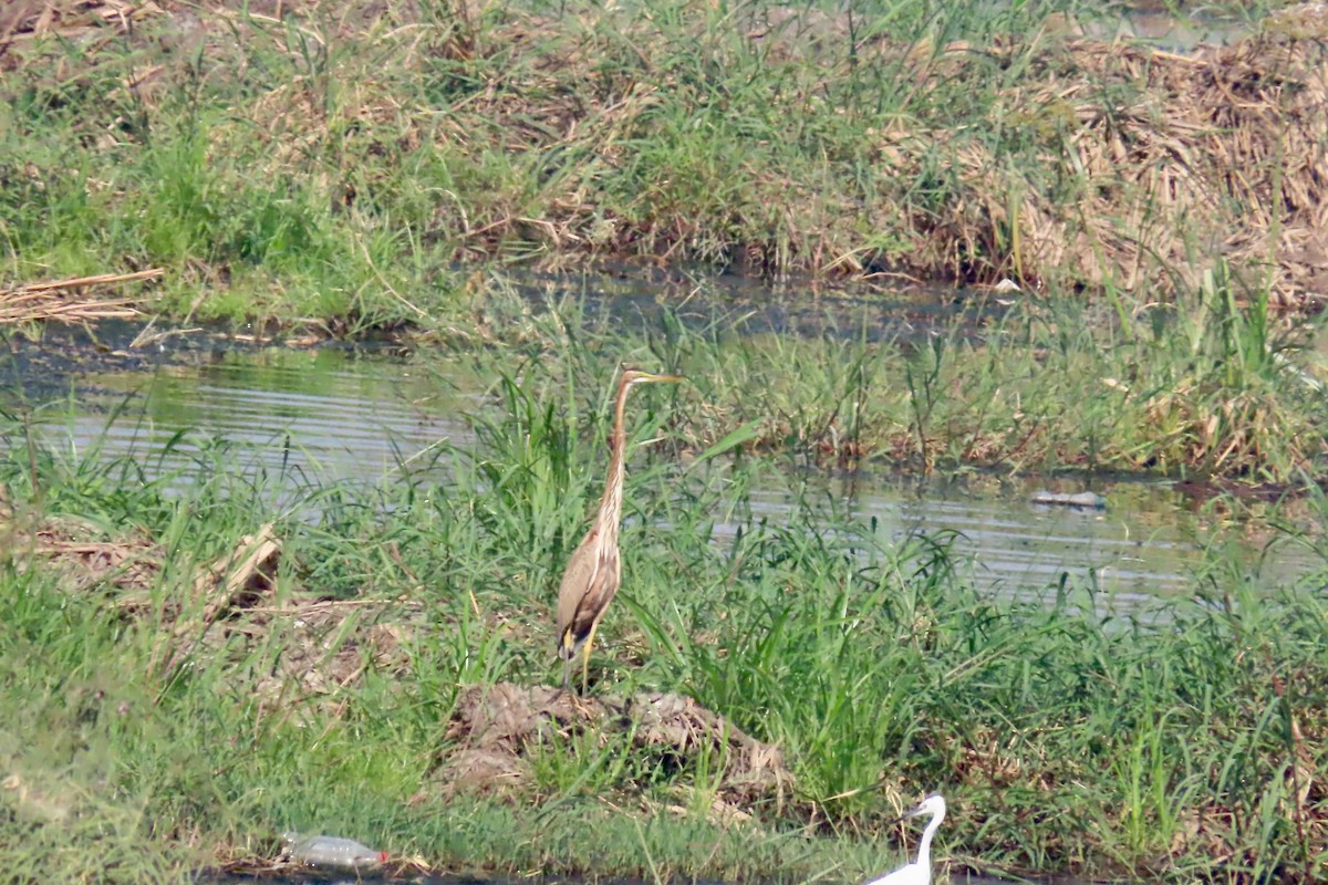 Purple Heron - ML645321003