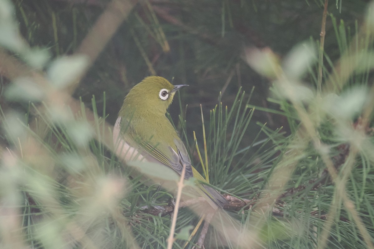 hagebrillefugl - ML645321004