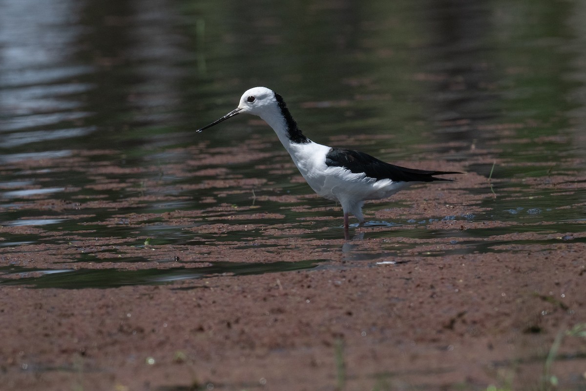 Pied Stilt - ML645321008
