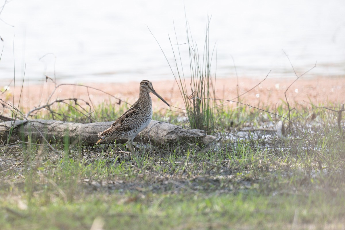Latham's Snipe - ML645321010