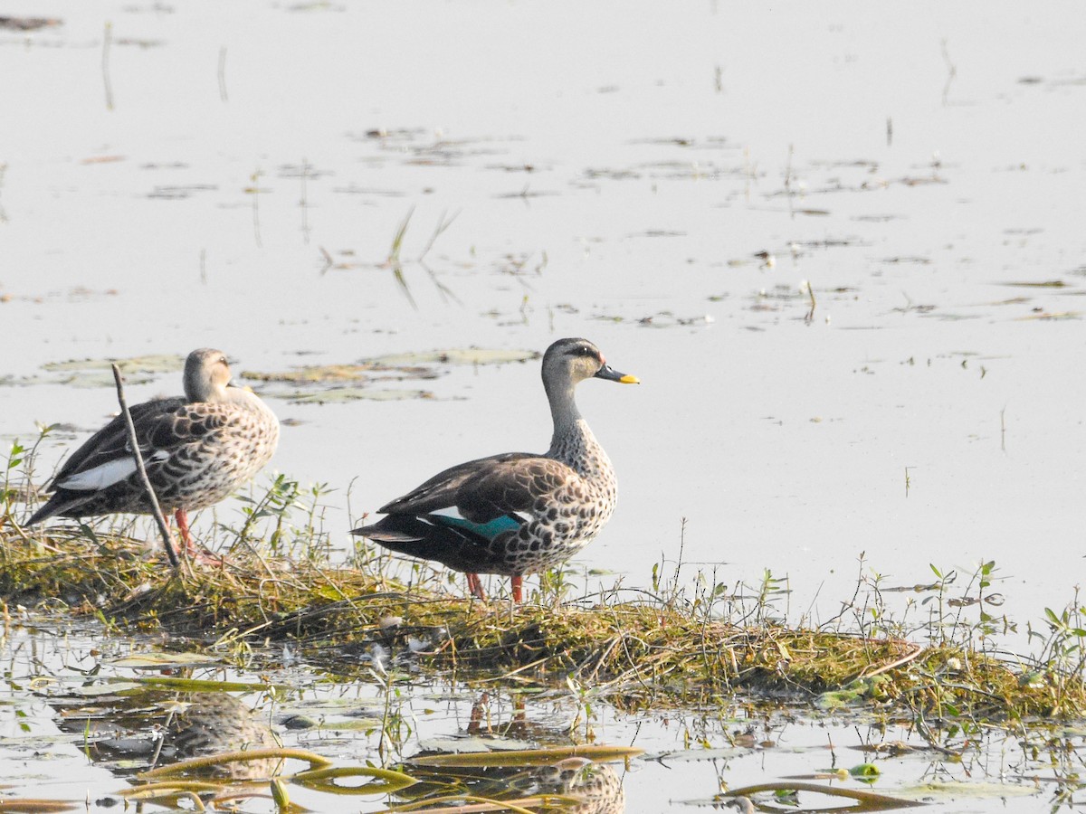 kachna skvrnozobá - ML645321012