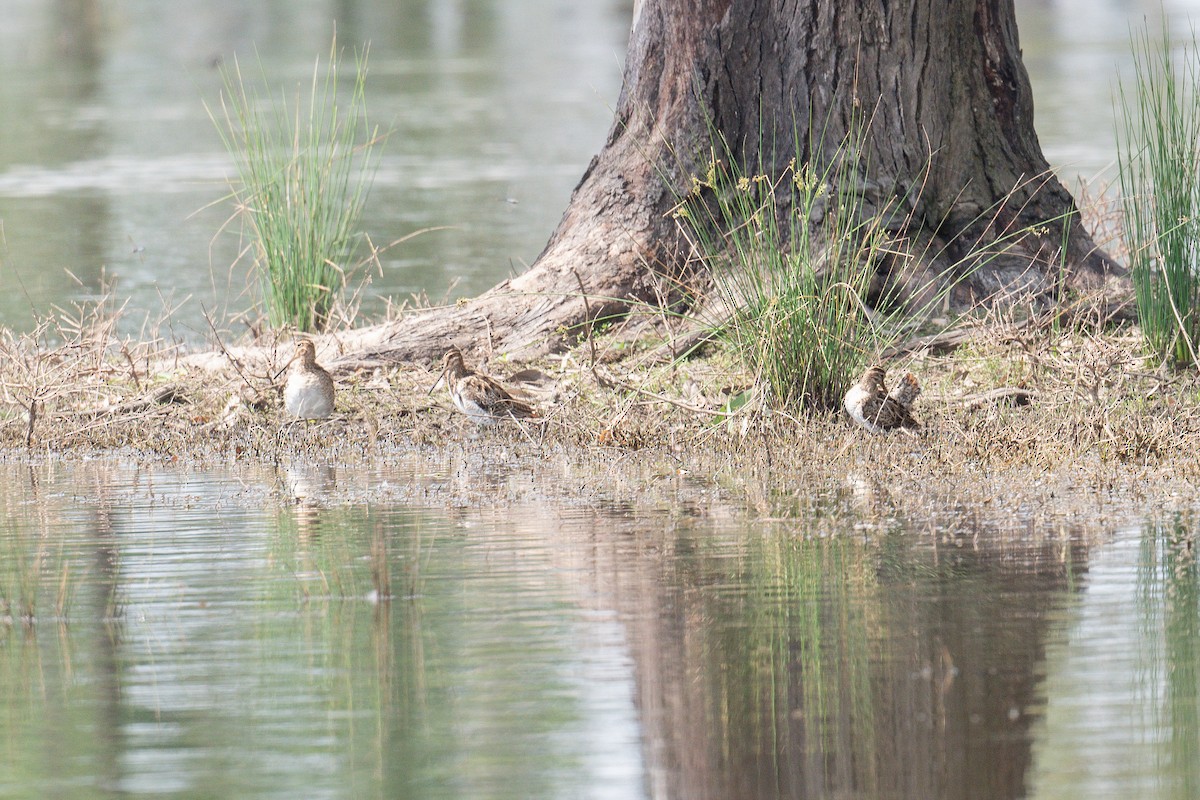 Latham's Snipe - ML645321014