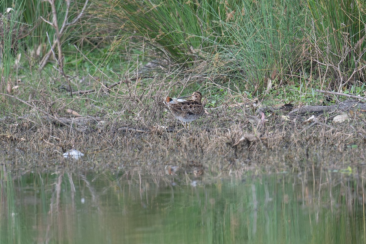 Latham's Snipe - ML645321016