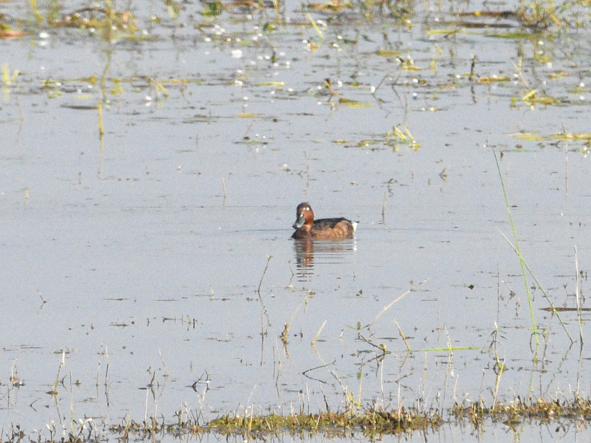 polák malý - ML645321017