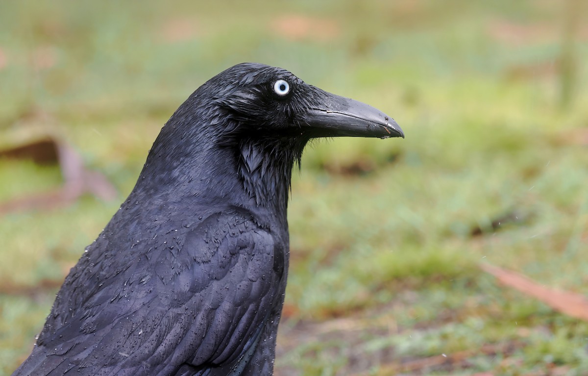 Forest Raven - ML645321021