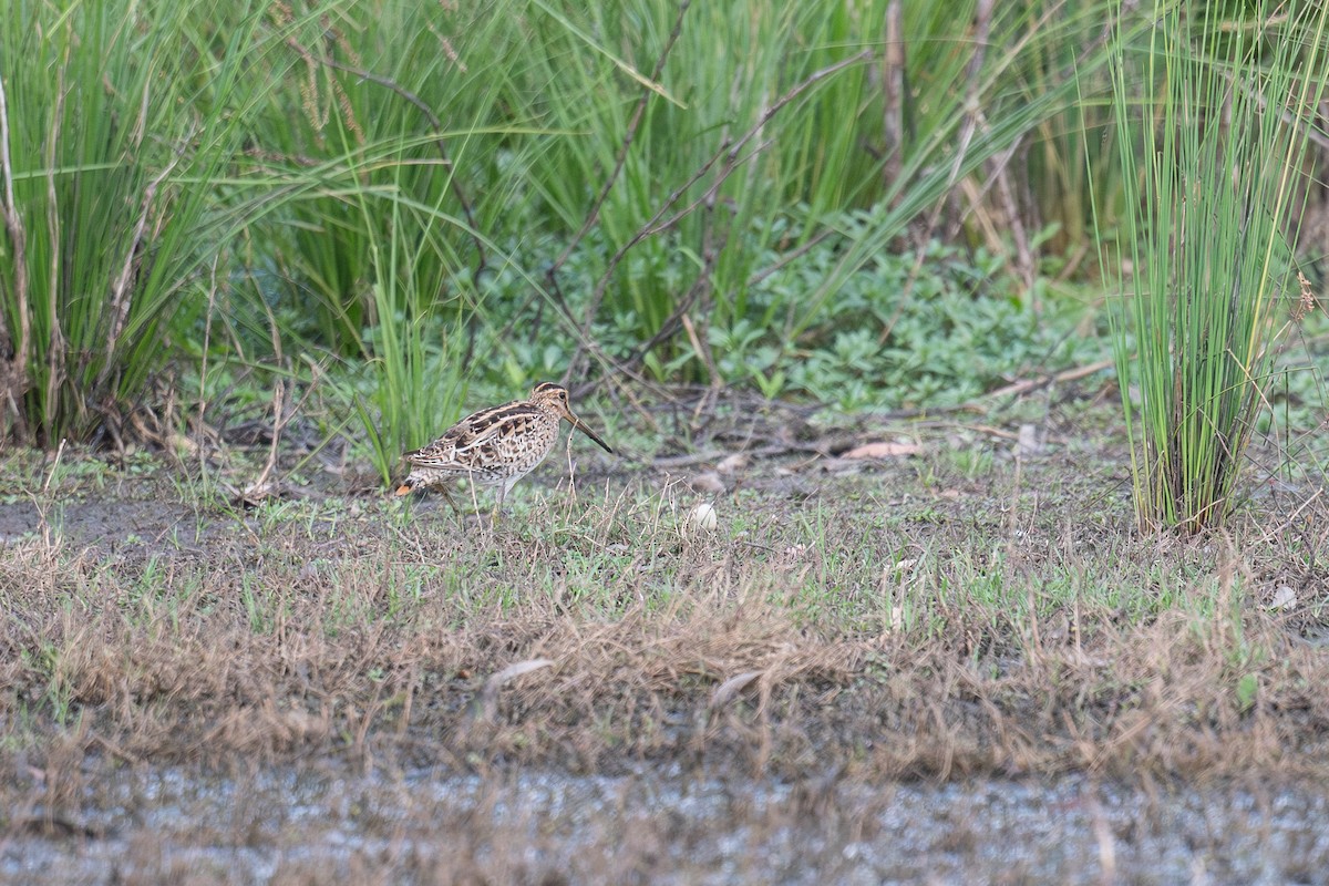 Latham's Snipe - ML645321022
