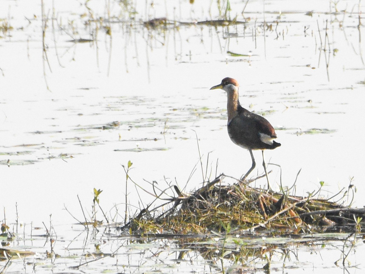 Бронзовокрылая якана - ML645321024