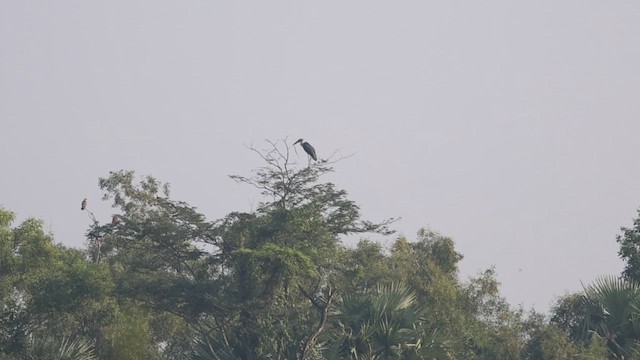 Lesser Adjutant - ML645321025