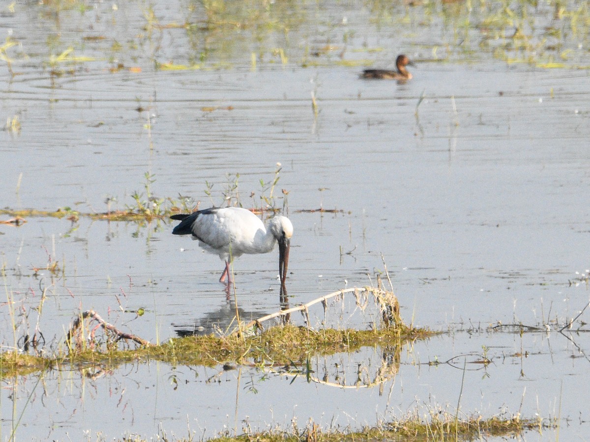 zejozob asijský - ML645321037