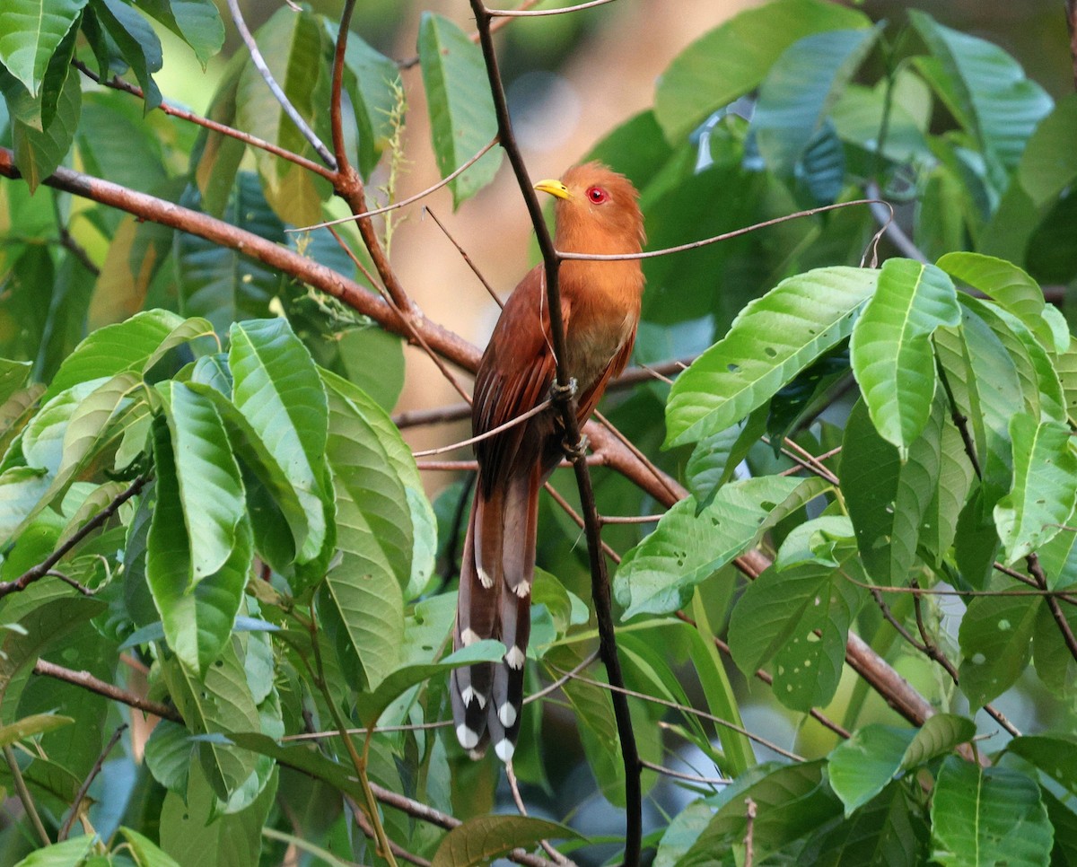 Little Cuckoo - ML645321039