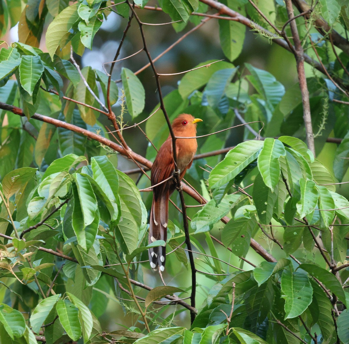 Little Cuckoo - ML645321040